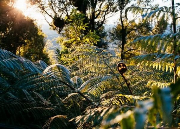 Te Rau is a chance to get amongst the trees